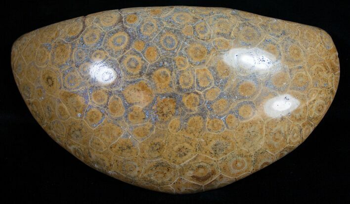 Large, Polished Fossil Coral Head - Morocco #10396